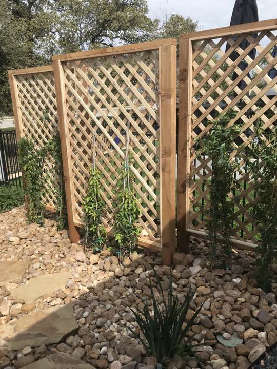 Cedar lattice screen with climbing vines in a gravel bed