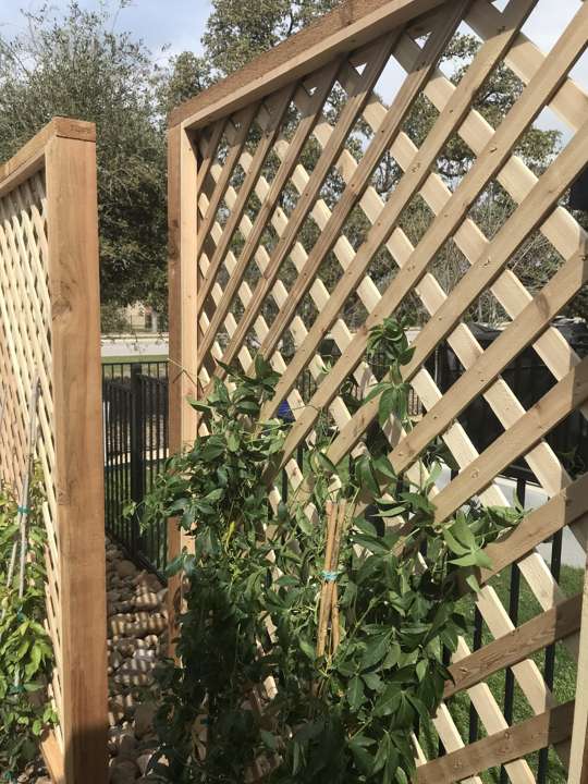 Cedar lattice privacy panel with a young vine