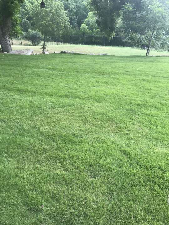 Freshly laid sod under mature trees
